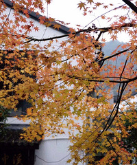 ���ι��ԡ�����ϪѰ��������벻���ķ羰