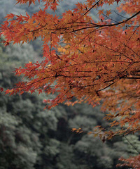 ���ι��ԡ�����ϪѰ��������벻���ķ羰