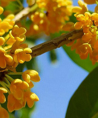 ��Ӱ��Ʒ�������ﵤ��