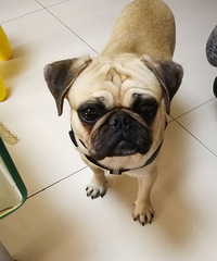 ����ï������һֻ�˸�Ȯ Ѱ������