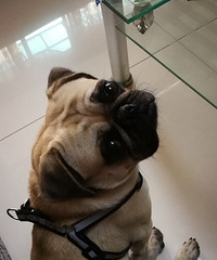 ����ï������һֻ�˸�Ȯ Ѱ������