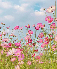 ���������¸߶ȣ�9����ɫ����