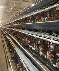 ��ֳ����50�ֱ��Ǽ���������������æ��