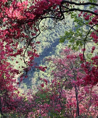 ���ڸ��������ʡ��ɭ�ֿ���С����ȥ����