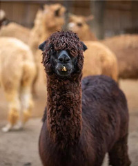 ������������Щ������ȫ���ο���ѿ��ţ�