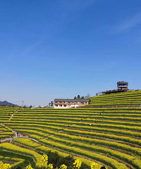 ��ɽ�����Ͳ˻���������ïʢ��