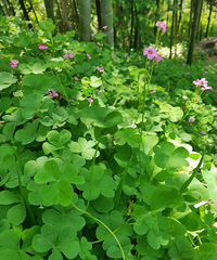 [�ľ�]��һ����ɫ�������죬�Ǳ�Ȼ����ɫ