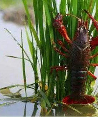 ��ˮ��+С��Ϻ����ģʽ���֣���ũ�����¸�