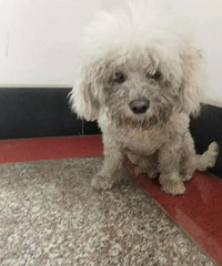 �������߶���һֻ��ɫ̩�ϣ�������ʶ��