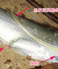 ����֪���������е���ʳ������