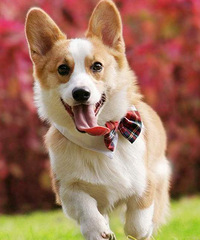 ����ײ��һ����ǣ���Ĺ���ȥҽԺ����850����