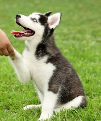 �����ľ��������ſڹ���ʺ���㣬������������