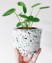 4���ʺ�ֲ�������ڼ���ֳ�Ĺ�Ҷֲ��