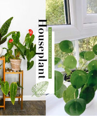 [��ֲ]�ʺ�ֲ�������ڼ���ֳ�Ĺ�Ҷֲ��