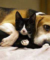 ������Ԫ�ڣ��賿��ʱ�����è������ʼ����