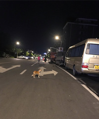 ���绨԰����й��߶��ˣ����������С����