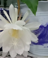 家里养了三年的昙花终于开花了!