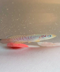 �������"ħ��"�㣬�����º��Ѿ��������