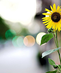 ���ͼȲ�����Ҳ��ϲ������һ������