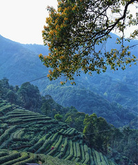 ���ݶ��ο�ָ�ϣ�7�������ֲ��۵�·�������ˣ�