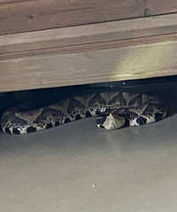 ���£�����һλ������ﾪ��һ������