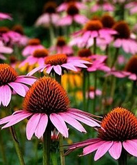 �����׸��������½�һ������ʽ��԰