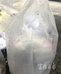 今天,富阳上演“虫儿飞”!到底怎么回事?