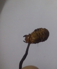 "请大家帮忙鉴别下这是虫草吗?"