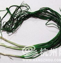 "不认识的野菜千万别乱采 野菜专家提出四点采摘忠告"