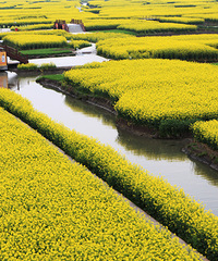 "去兴化荡水田里的油菜花"