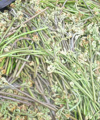 自制干蕨菜