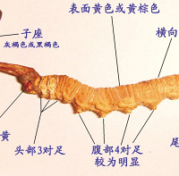 "权威虫草鉴定"