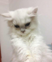 "金吉拉宝宝为什么总是流眼泪,打喷嚏?????"