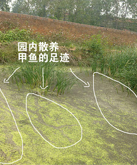 "此种环境生长的甲鱼算野生吗"