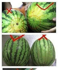 "夏天到了,教你慧眼识西瓜"