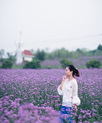 "情迷薰衣草"