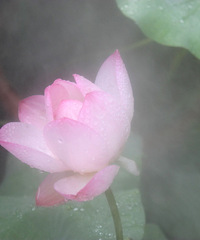 夏荷
