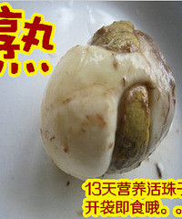 "乌镇特产 营养鸡胚 喜蛋 鸡胚蛋 凤胚蛋 活珠子 旺鸡蛋"