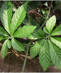 "世人追捧的有机硒茶饮"