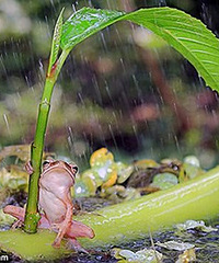 摄影师实拍一只小青蛙紧抱树叶30分钟抵挡狂风暴雨