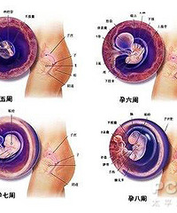 胎儿成长过程图