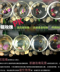 "新疆和田玫瑰花茶----玫瑰之王"
