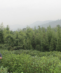 游玩闲林小镇