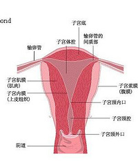 "子宫内膜厚怎么办,三种治疗方案来帮忙"