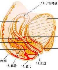 "诊断性刮宫,女性朋友须了解 "