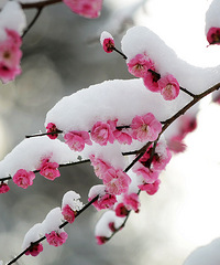 2月10日灵峰雪中的梅花