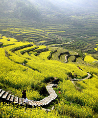 这一定是离杭州最近的高山梯田之油菜花(最新照片及游览图)
