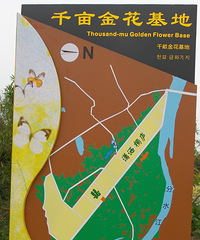 "杭州周边最大片的油菜花--桐庐姚村的千亩油菜花田"