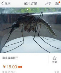 南非吸脂蚊子 网购15元一只