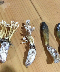 "野生金蝉花 冬虫夏草第二之称"